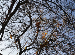 Impressionen Goethestraße